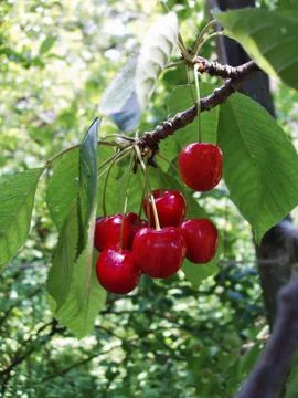 Cherries Stock Photos