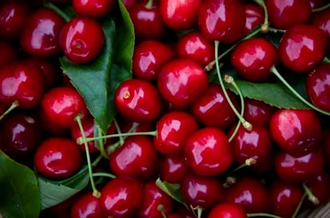 Cherries Fotos de archivo