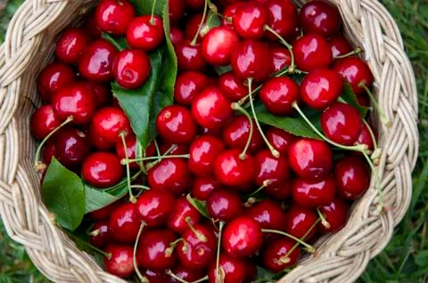 Cherries Fotos de archivo