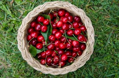 Cherries Stock Photos