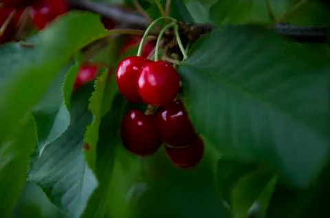 Cherries Fotos de archivo