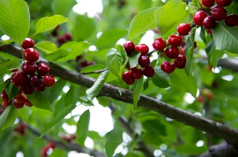Cherries Stock Photos