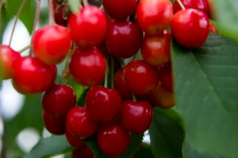Cherries Fotos de archivo