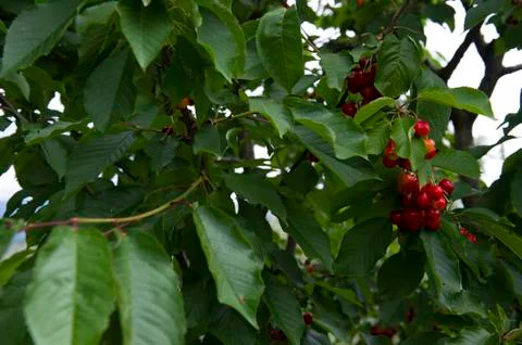 Cherries Fotos de archivo