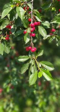 Cherries Stock Photos