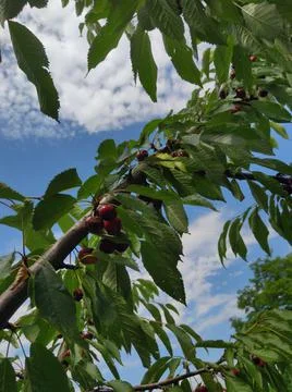 Cherries Stock Photos