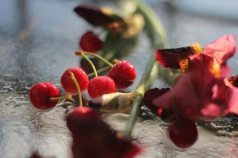 Cherries Stock-Fotos