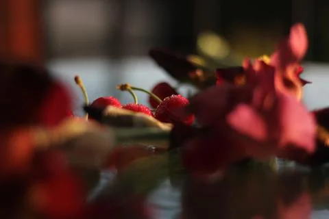 Cherries Stock-Fotos