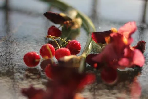 Cherries Stock-Fotos