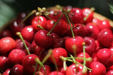 Cherries Stock-Fotos