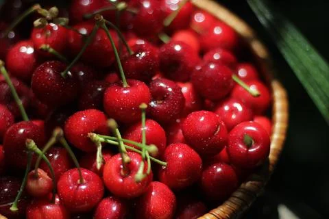 Cherries 스톡 사진
