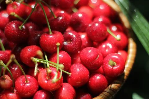 Cherries 库存照片