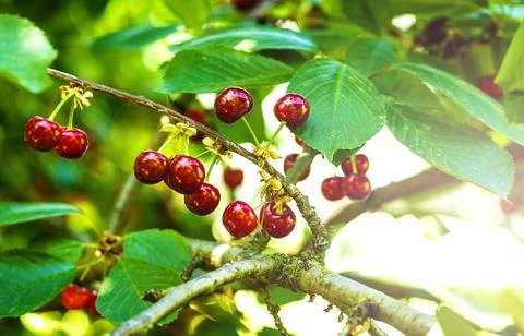 Cherries Stock Photos