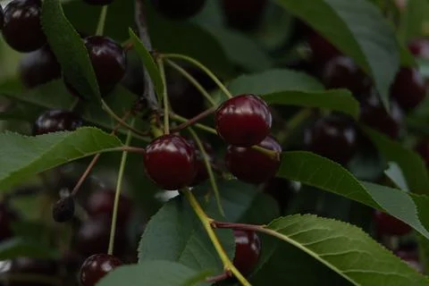 Cherries Stock Photos