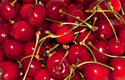 Cherries picked Stock Photos