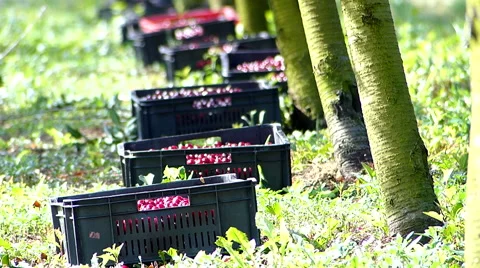 Cherries picking on plantation. Stock Footage 51775779