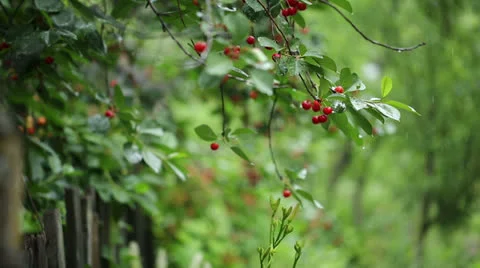 Cherries In Rain Stock Footage 24762417