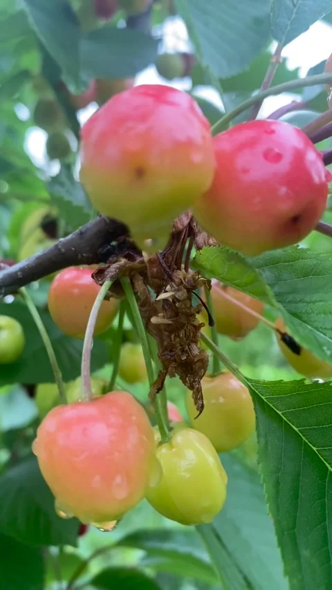 Cherries in the rain Video stock 252457888
