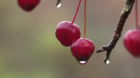 Cherries in the rain nature Stock Footage 56456196