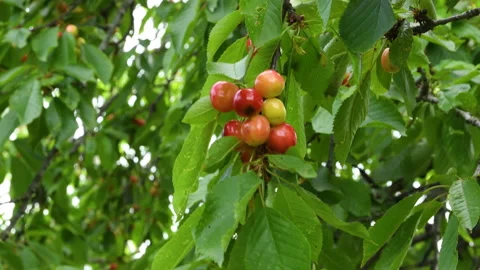 Cherries ripen on the tree in spring Stock Footage 155130613