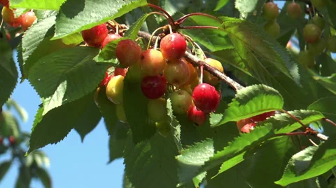Cherries ripening on cherry tree Stock Footage 39426723