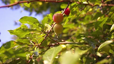 Cherries ripening on tree branch Stock Footage 339706676