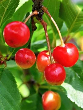 Cherries rispe hanging on the tree Stock Photos