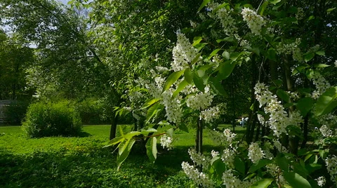 Cherries in spring Park.slow motion Stock Footage 63223312