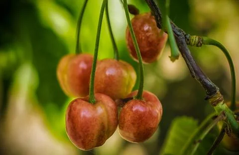 Cherries in the spring Stock Photos