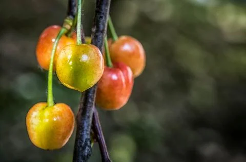 Cherries in the spring Foto stock