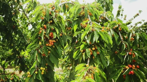 Cherries starting coloring at spring Stock Footage 214372002
