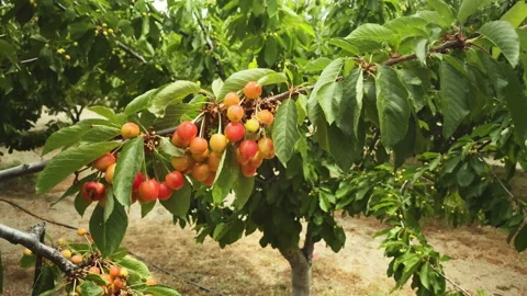 Cherries starting coloring in spring Stock Footage 214376038