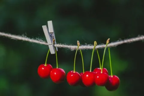 Cherries on the string in the garden on a sunny day Stock Photos