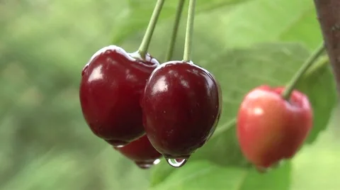 Cherries in the summer garden. Stock Footage 6527105