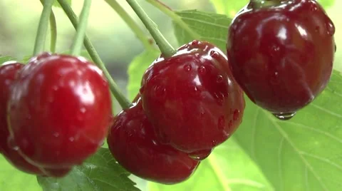 Cherries in the summer garden. Stock Footage 6527120