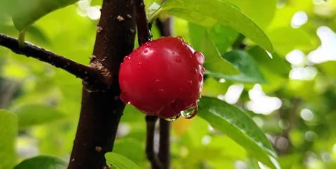  Cherries, Sweet Cherry, Raindrop on Cherry Images, Raindrop Cherry Fruit natura Stock Photos