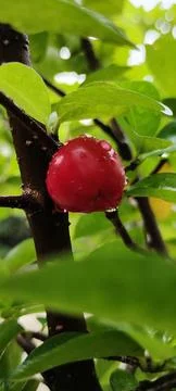  Cherries, Sweet Cherry, Raindrop on Cherry Images, Raindrop Cherry Fruit natura Stock Photos