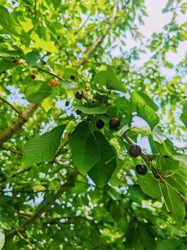 Cherries on a tree branch Stock Photos