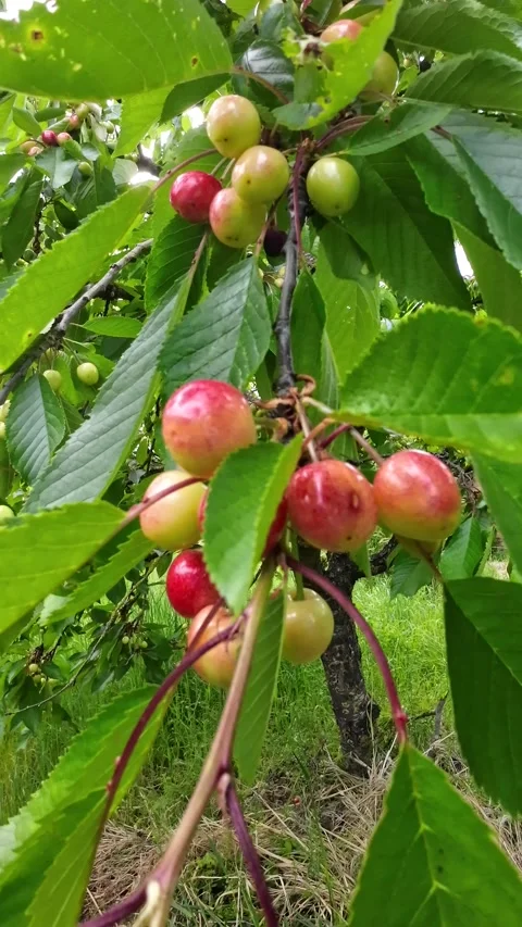 Cherries on a tree branch swaying in the wind, cherry fruit background Stock Footage 288975048