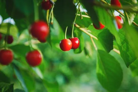 Cherries on the tree, cherry fruit grow in summer orchard Stock Photos
