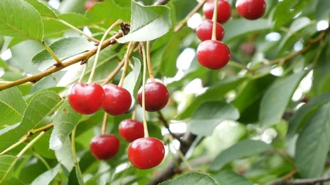 Cherries on a tree. Different angles and shooting distance Stock Footage 112149869