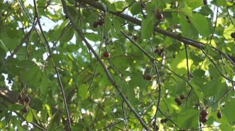 Cherries on tree Video stock 11216351