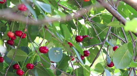 Cherries on the tree Video stock 47393835
