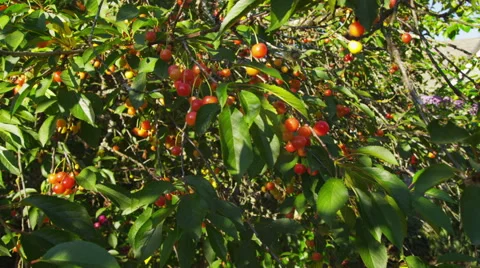 Cherries on tree Stock-Footage 62281580