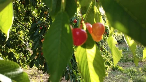 Cherries on the tree Stock Footage 111371091