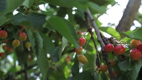 Cherries On The Tree 動画素材 148978505
