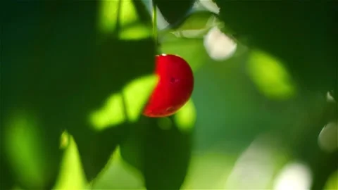 Cherries in a Tree Stock Footage 157880152