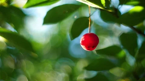 Cherries in a Tree Stock Footage 157880165