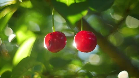 Cherries in a Tree Stock Footage 157880170