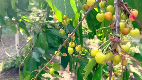 Cherries on a tree Stock Footage 199505986